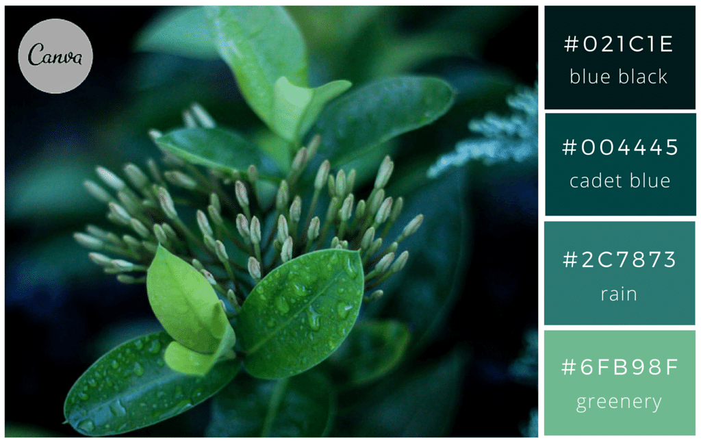 image d'un plante